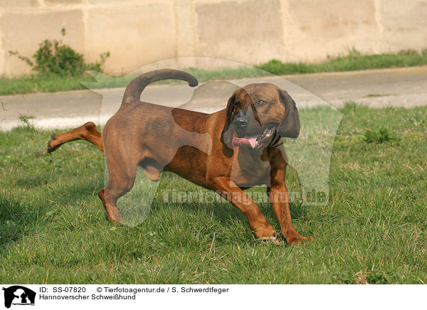 Hannoverscher Schweihund / Hannoverian Hound / SS-07820