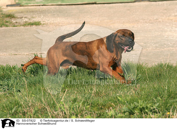 Hannoverscher Schweihund / Hannoverian Hound / SS-07822