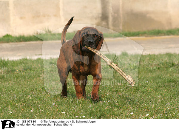 spielender Hannoverscher Schweihund / playing Hannoverian Hound / SS-07836