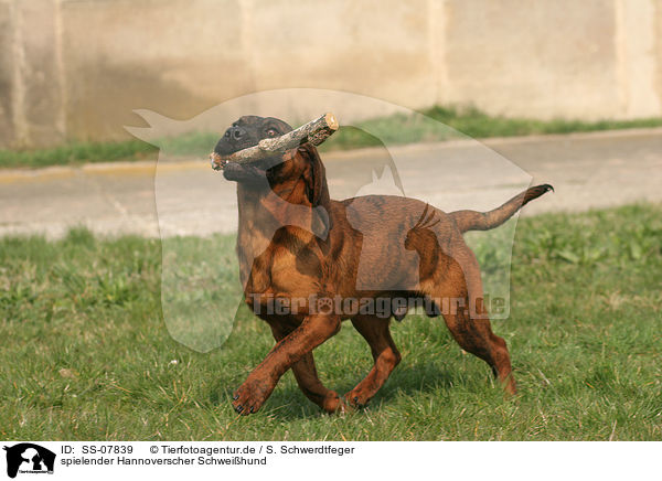 spielender Hannoverscher Schweihund / playing Hannoverian Hound / SS-07839