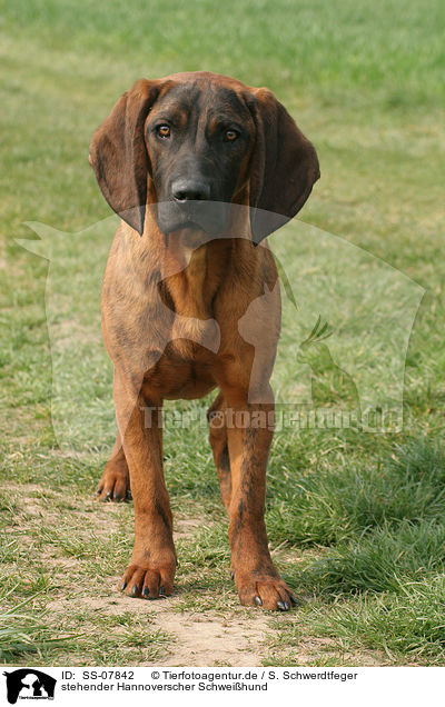 stehender Hannoverscher Schweihund / standing Hannoverian Hound / SS-07842