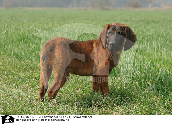 stehender Hannoverscher Schweihund / standing Hannoverian Hound / SS-07843