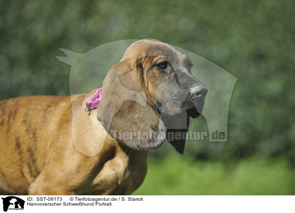 Hannoverscher Schweihund Portrait / SST-09173