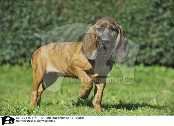 Hannoverscher Schweihund / Hannoverian Hound / SST-09174