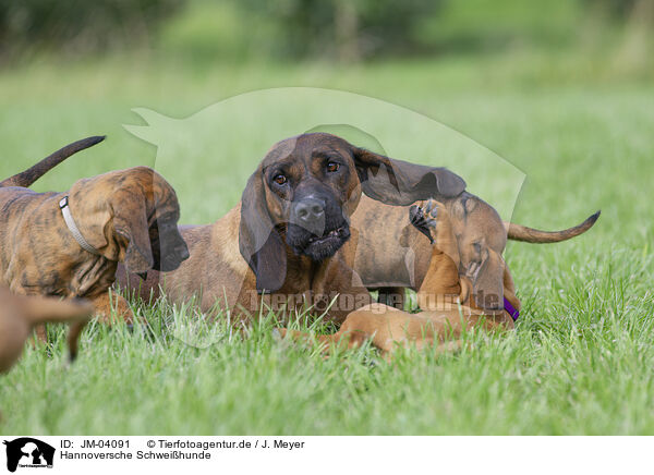 Hannoversche Schweihunde / JM-04091