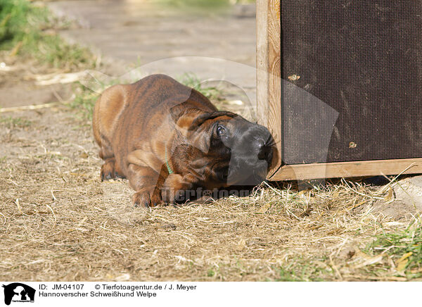 Hannoverscher Schweihund Welpe / Hannoverian Hound Puppy / JM-04107