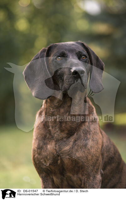 Hannoverscher Schwei�hund / DS-01547