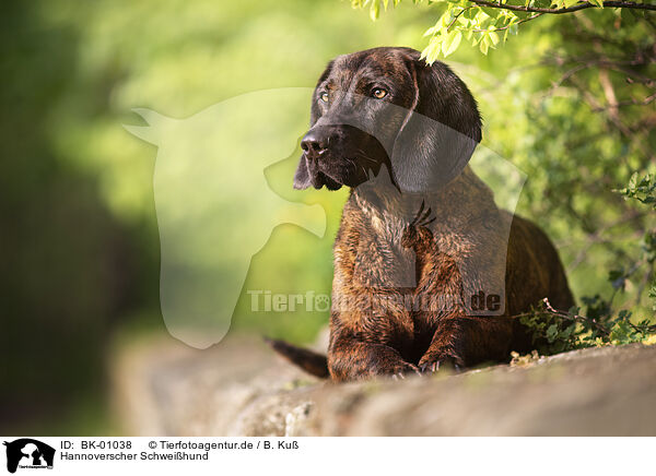 Hannoverscher Schwei�hund / BK-01038