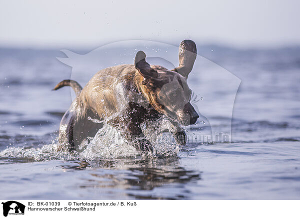Hannoverscher Schwei�hund / BK-01039