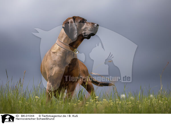 Hannoverscher Schweihund / Hanoverian Hound / BK-01044