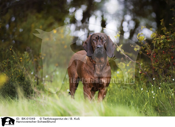 Hannoverscher Schwei�hund / BK-01049