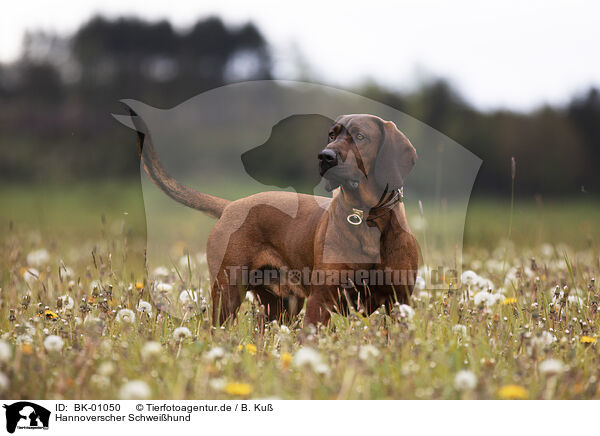 Hannoverscher Schwei�hund / Hanoverian Hound / BK-01050