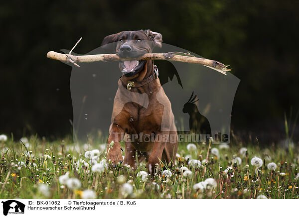 Hannoverscher Schwei�hund / Hanoverian Hound / BK-01052