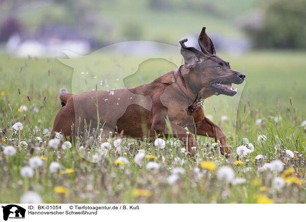 Hannoverscher Schwei�hund / Hanoverian Hound / BK-01054