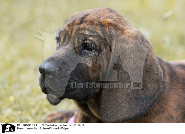 Hannoverscher Schweihund Welpe / Hanoverian Hound Puppy / BK-01071