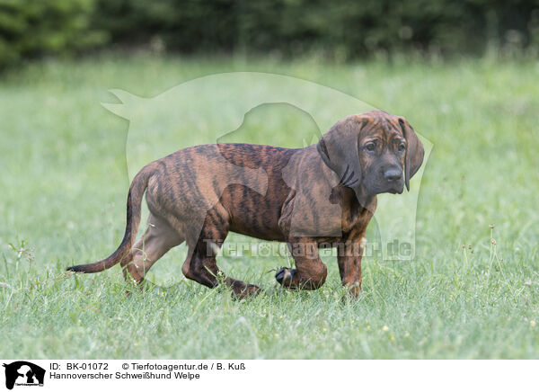 Hannoverscher Schweihund Welpe / Hanoverian Hound Puppy / BK-01072