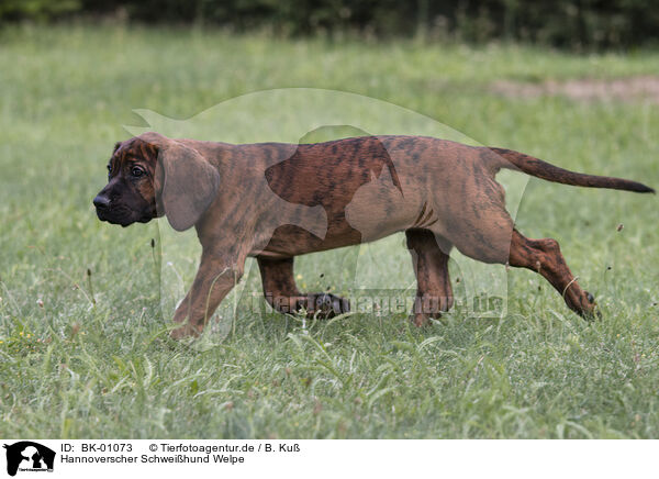 Hannoverscher Schweihund Welpe / Hanoverian Hound Puppy / BK-01073