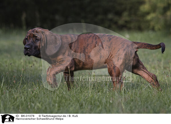 Hannoverscher Schweihund Welpe / Hanoverian Hound Puppy / BK-01078