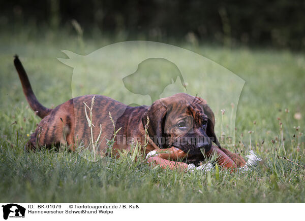 Hannoverscher Schweihund Welpe / BK-01079