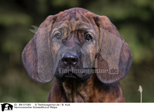 Hannoverscher Schweihund Welpe / Hanoverian Hound Puppy / BK-01080