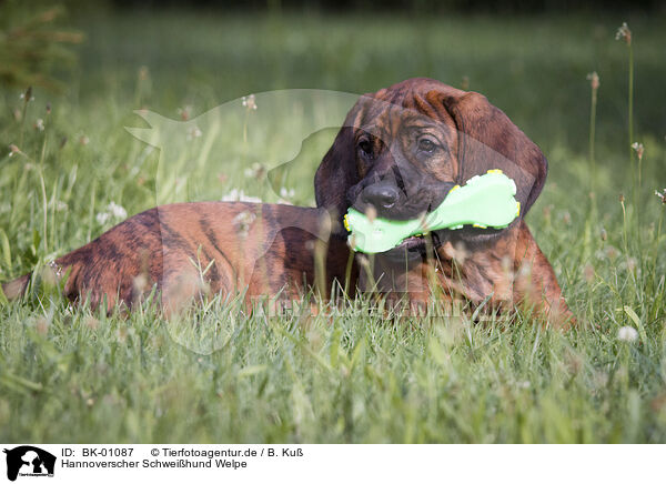 Hannoverscher Schweihund Welpe / Hanoverian Hound Puppy / BK-01087