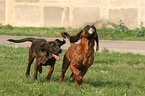 2 Hannoversche Schweihunde