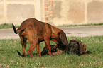 2 Hannoversche Schweihunde