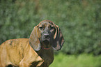 Hannoverscher Schweihund Portrait