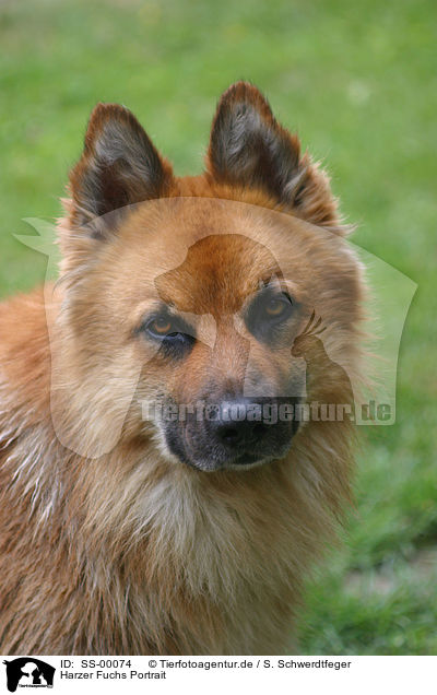 Harzer Fuchs Portrait / Harzer Fuchs Portrait / SS-00074