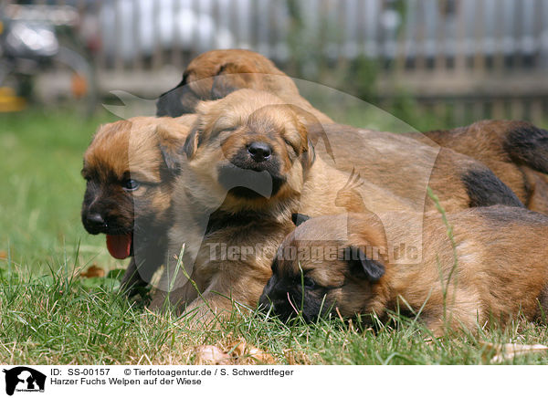 Harzer Fuchs Welpen / Harzer Fuchs Puppies / SS-00157