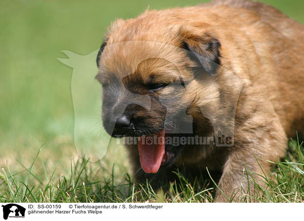 ghnender Harzer Fuchs Welpe / yawning Harzer Fuchs puppy / SS-00159