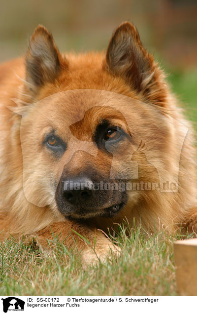 liegender Harzer Fuchs / lying Harzer Fuchs / SS-00172