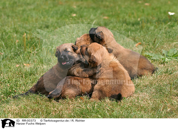 Harzer Fuchs Welpen / Puppies / RR-00373