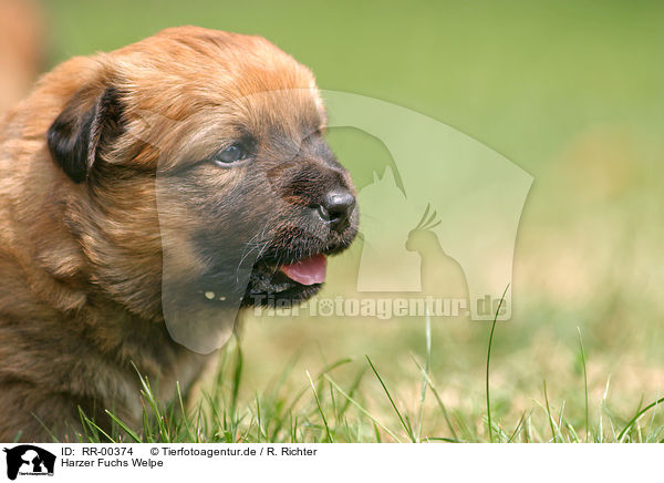Harzer Fuchs Welpe / Puppy / RR-00374
