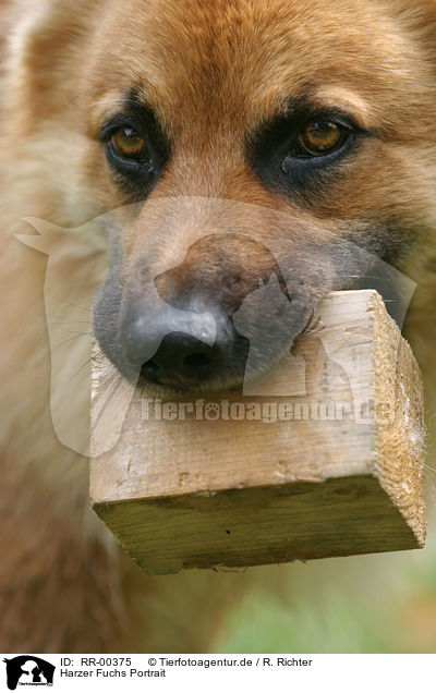 Harzer Fuchs Portrait / Harzer Fuchs Portrait / RR-00375