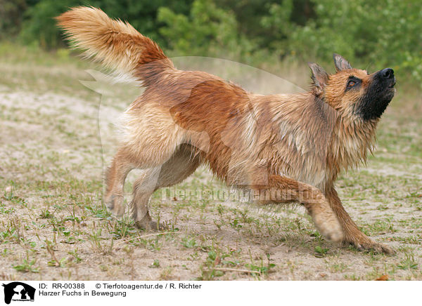 Harzer Fuchs in Bewegung / in action / RR-00388