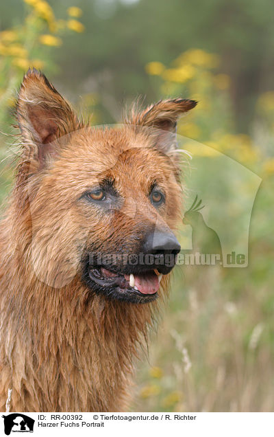 Harzer Fuchs Portrait / Harzer Fuchs Portrait / RR-00392