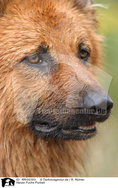 Harzer Fuchs Portrait / Harzer Fuchs Portrait / RR-00393