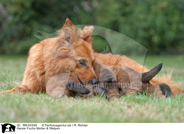 Harzer Fuchs Mutter & Welpen / mother & puppies / RR-00399