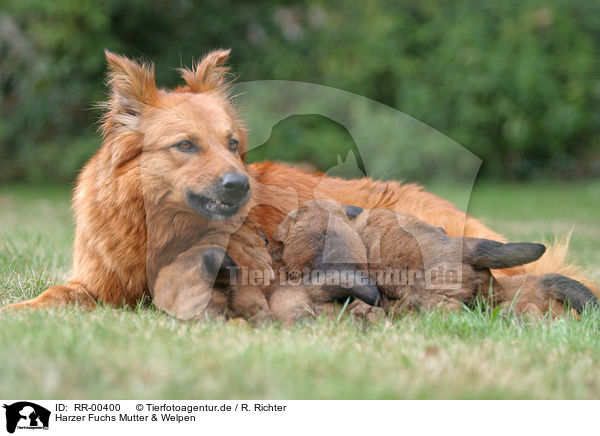 Harzer Fuchs Mutter & Welpen / mother & puppies / RR-00400