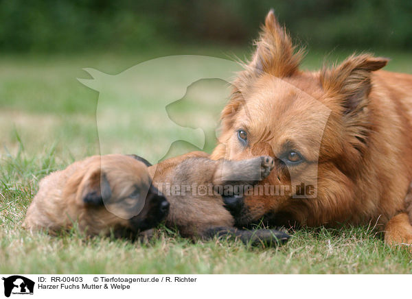 Harzer Fuchs Mutter & Welpe / mother & puppy / RR-00403