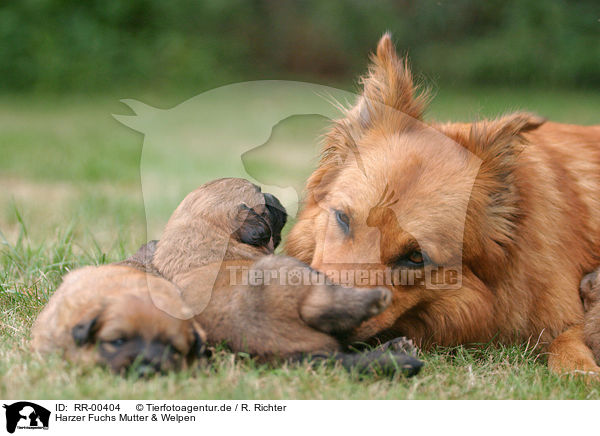 Harzer Fuchs Mutter & Welpen / mother & puppies / RR-00404