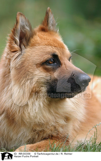 Harzer Fuchs Portrait / Harzer Fuchs Portrait / RR-00356