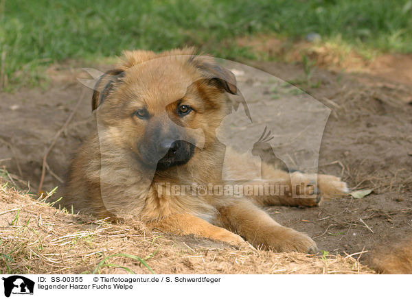 Harzer Fuchs Welpe / Harzer Fuchs Puppy / SS-00355