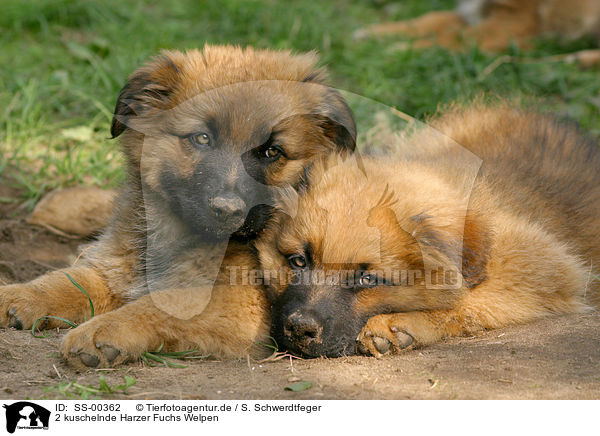 2 kuschelnde Harzer Fuchs Welpen / SS-00362