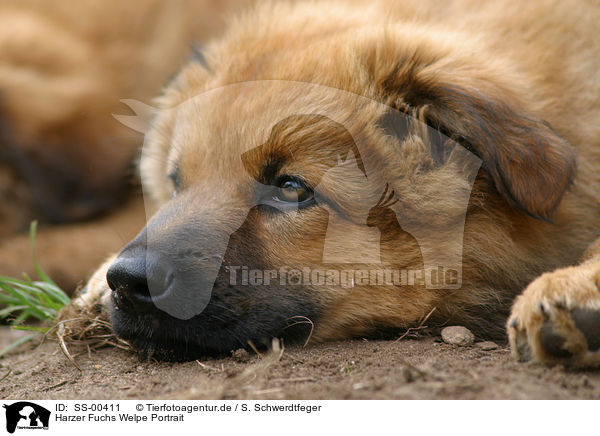 Harzer Fuchs Welpe / Harzer Fuchs Puppy / SS-00411
