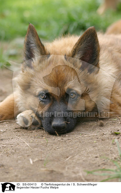 Harzer Fuchs Welpe / Harzer Fuchs Puppy / SS-00413