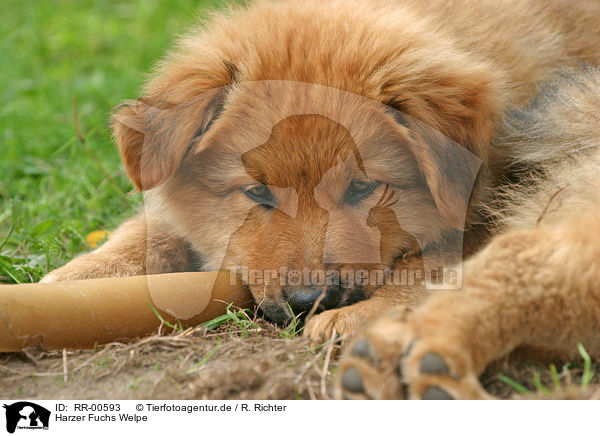 Harzer Fuchs Welpe / Puppy / RR-00593