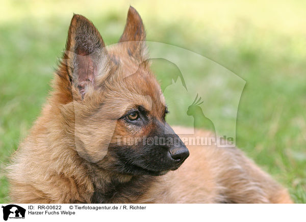 Harzer Fuchs Welpe / Puppy / RR-00622