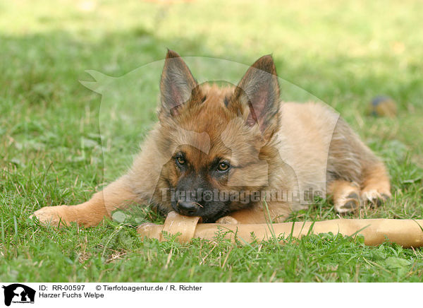 Harzer Fuchs Welpe / Puppy / RR-00597